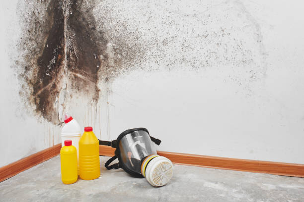 Best Professional Mold Removal  in Tacoma, WA
