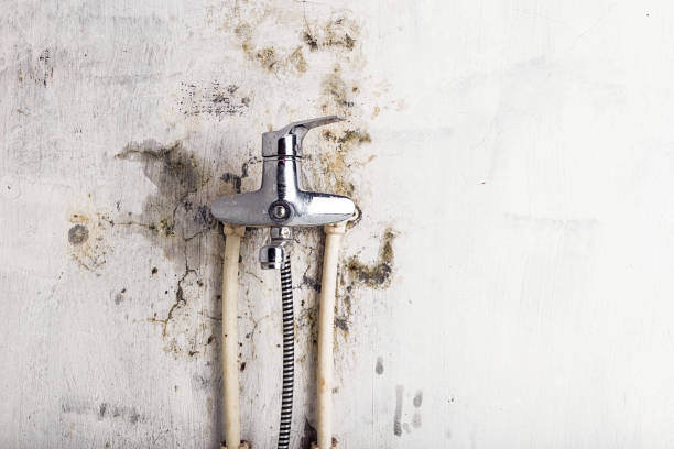 Mold Removal Process in Tacoma, WA