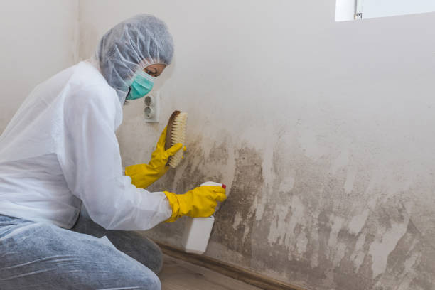 Trusted Tacoma, WA Mold Removal Experts
