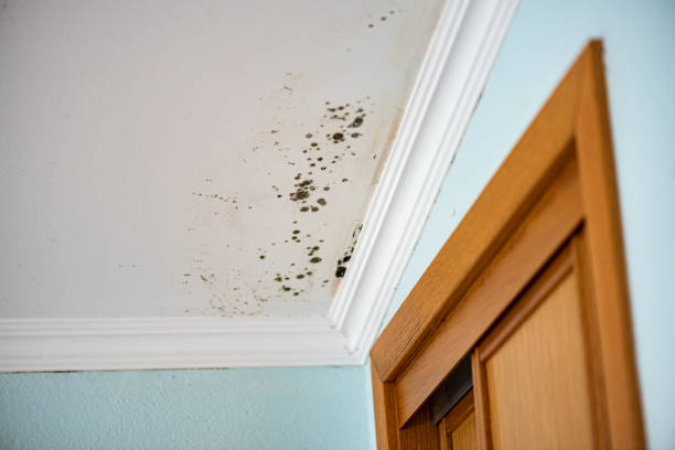 Best Mold Removal and Inspection  in Tacoma, WA