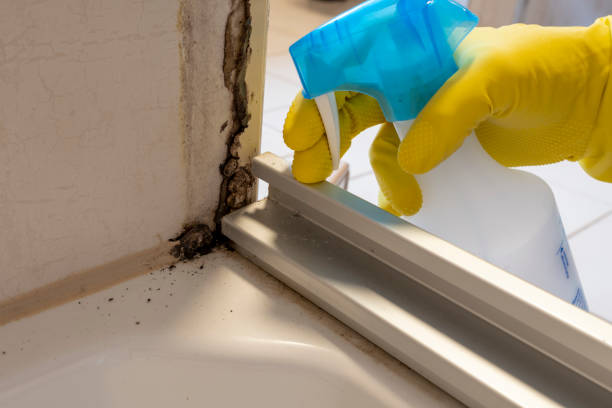 Best Same-Day Mold Removal  in Tacoma, WA