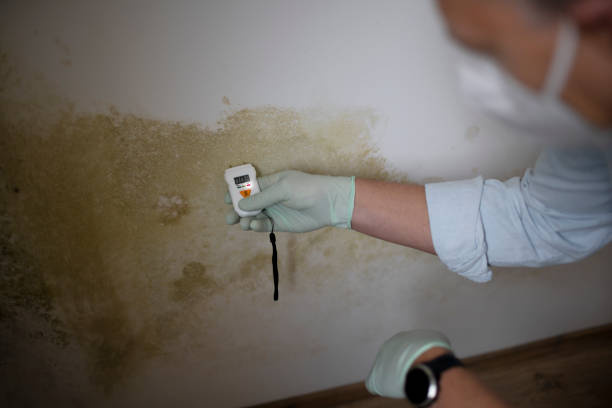 Best Mold Remediation  in Tacoma, WA