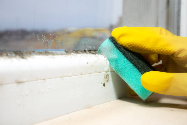 Best Certified Mold Removal  in Tacoma, WA