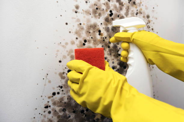 Best Mold Inspection  in Tacoma, WA