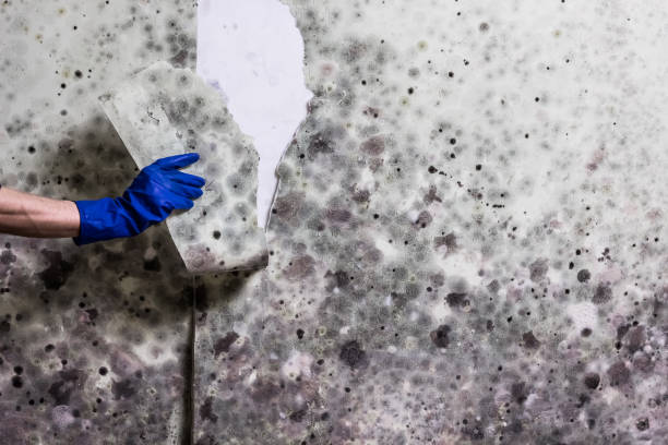 Best Home Mold Removal  in Tacoma, WA