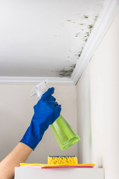 Best Toxic Mold Removal  in Tacoma, WA