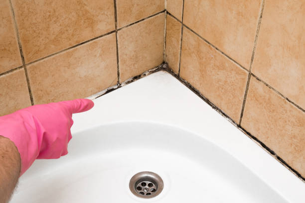 Best Mold Damage Repair  in Tacoma, WA
