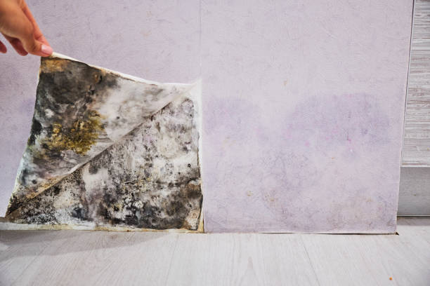 Certified Mold Removal in Tacoma, WA